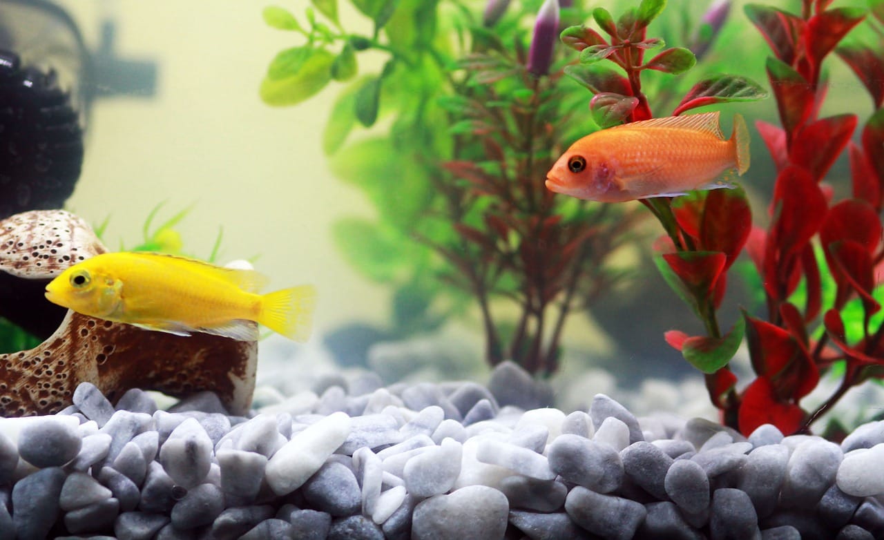 Découvrez nos conseils en 5 étapes pour transporter un aquarium de manière efficace et sécurisée